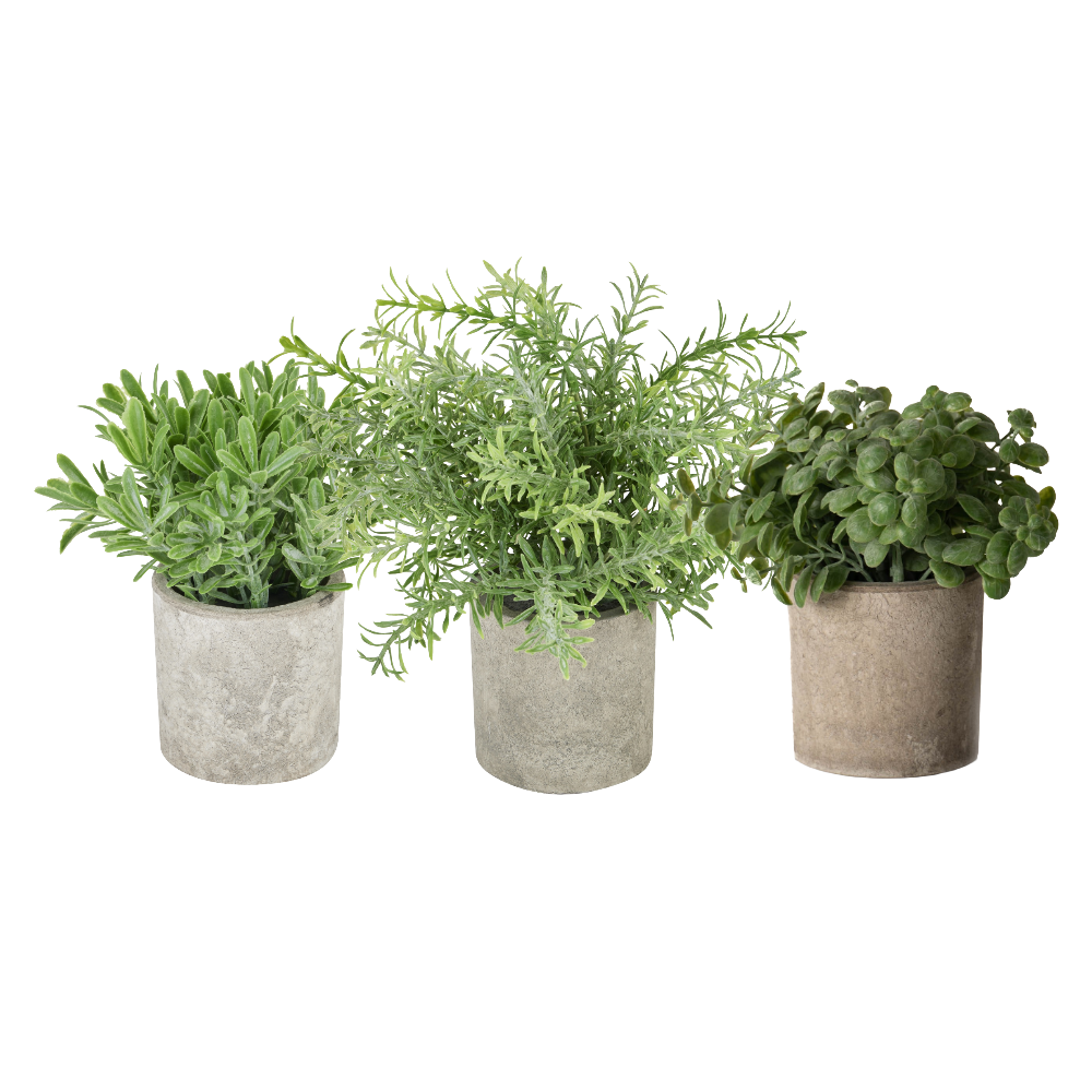 Plant set - Buxus, Rosemary and Basil