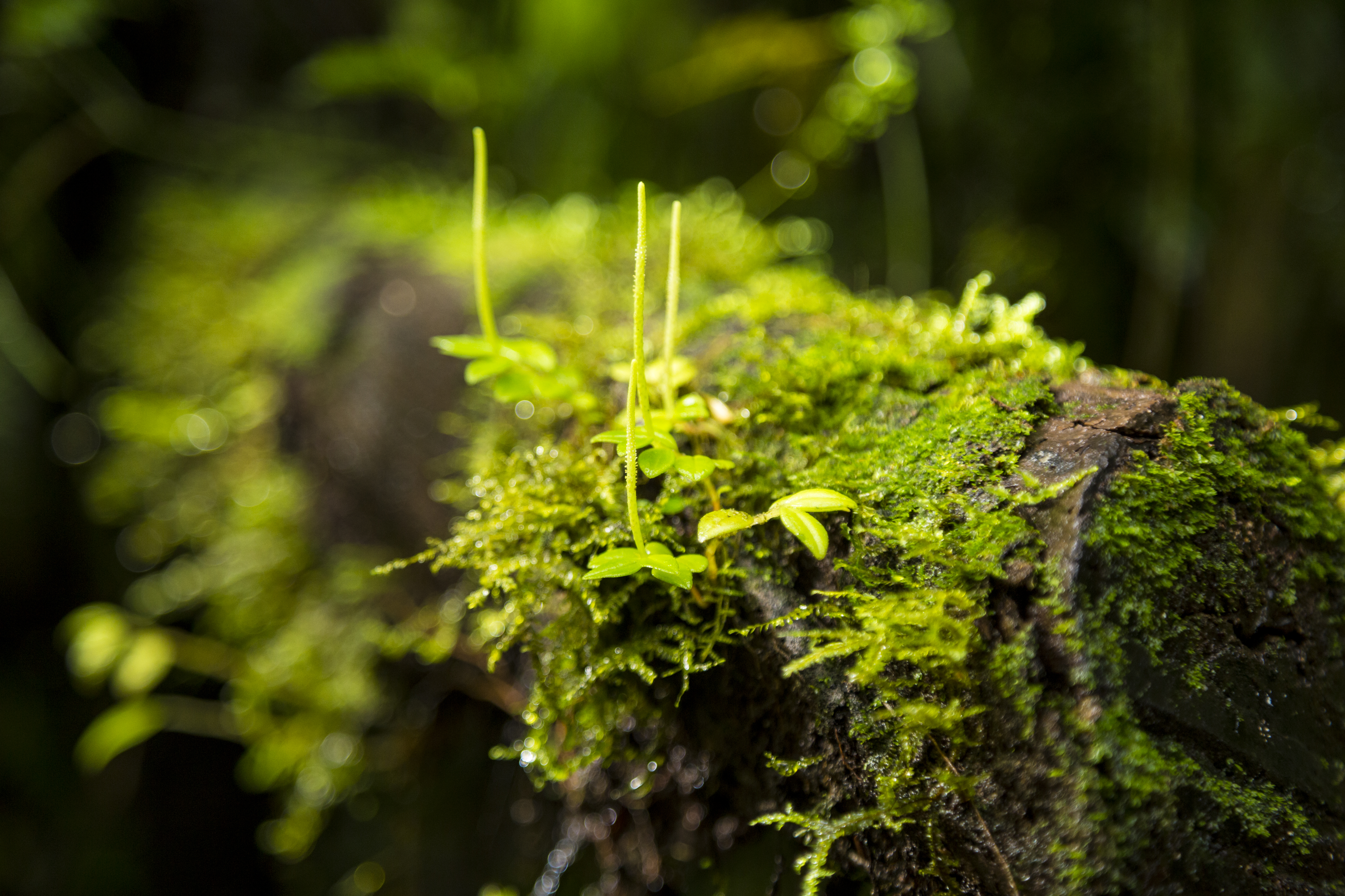 green-moss-growing-tree-branch-costa-rica